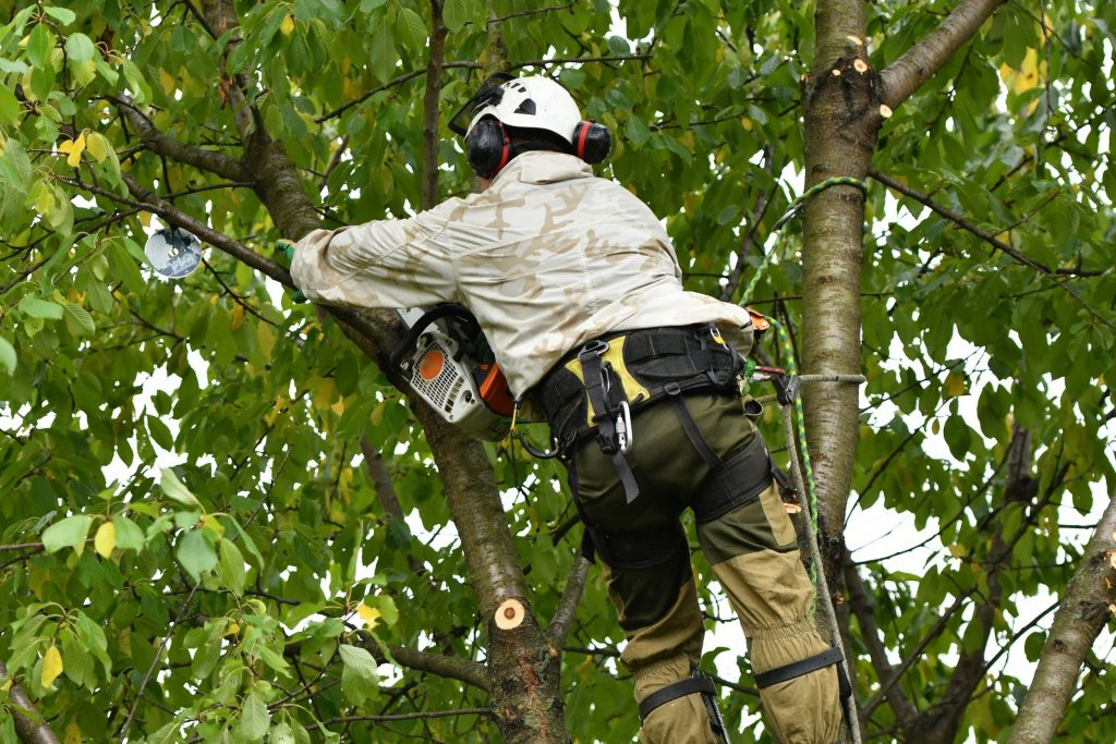 man up in tree providing tree care services