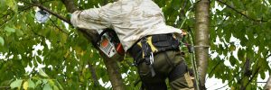 man up in tree providing tree care services