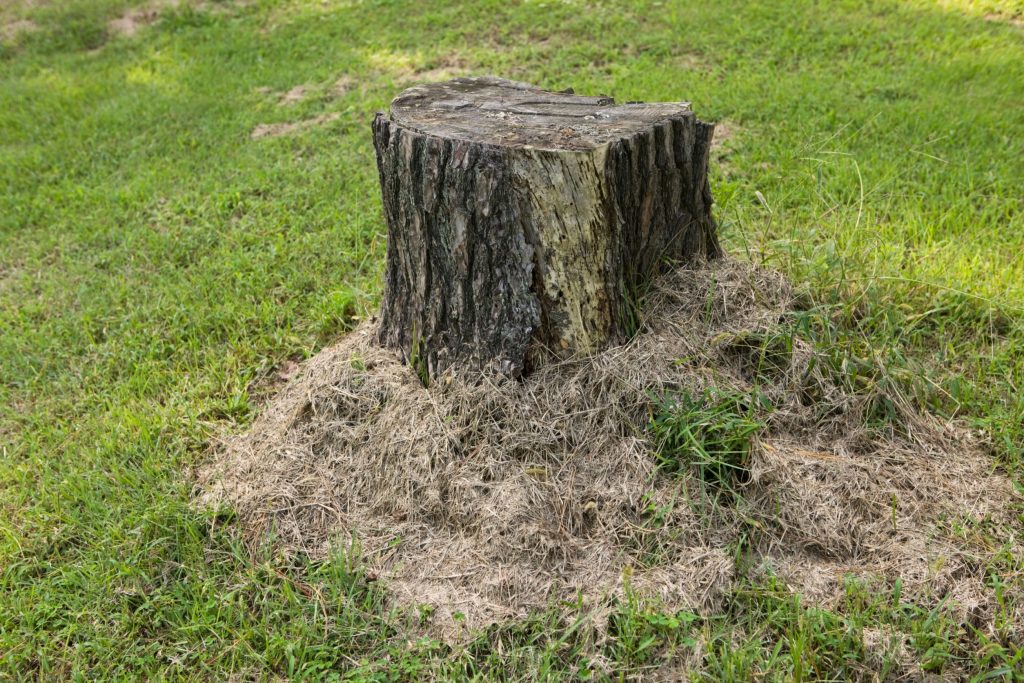 tree stump that need to be removed