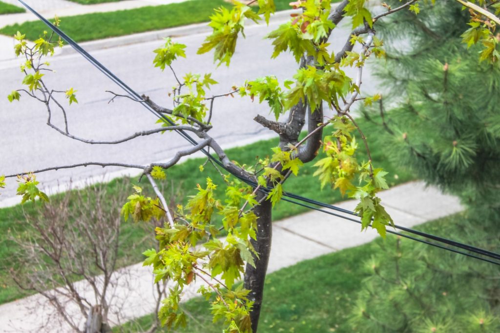 tree hazards that can cause electrical damage